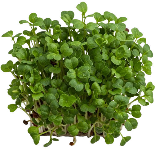 gemini generated image 3aym1d3aym1d3aym 1 removebg preview