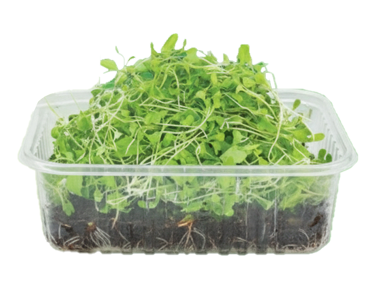 mustard microgreens