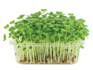 broccoli microgreens