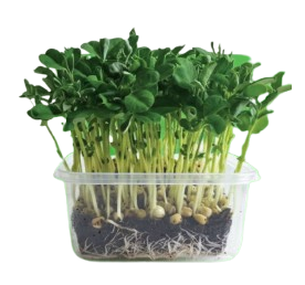 peashoots affila microgreens