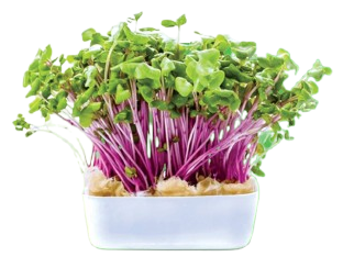 pink radish microgreens