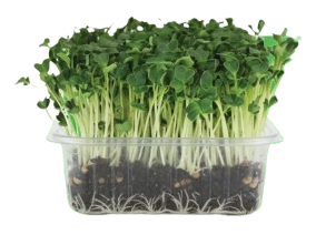 spinach microgreens