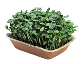 sunflower microgreens