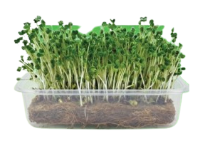 turnip microgreens