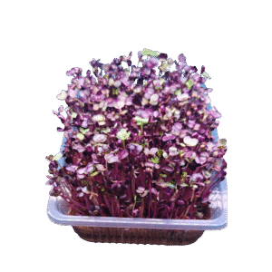 sango radish microgreens
